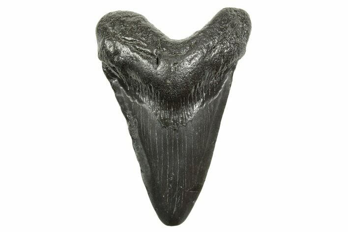 Juvenile Megalodon Tooth - South Carolina #368033